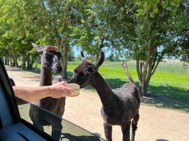 7 Things to Do While Staying at Lake Geneva Lodge 