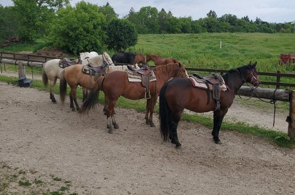 Discover Family Fun and Scenic Adventures at Dan Patch Stables