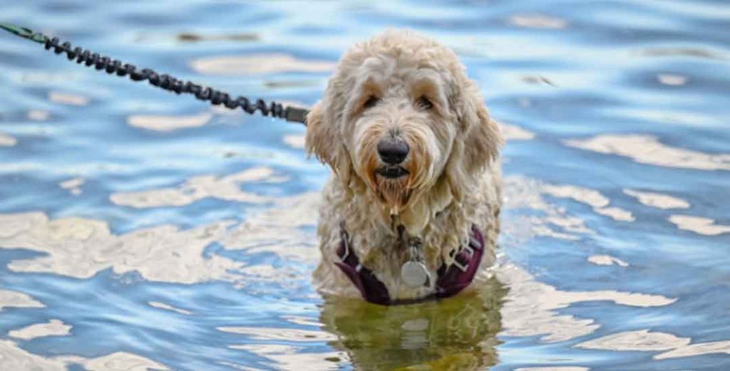Summer Adventures with Your Dog in Lake Geneva, Wisconsin
