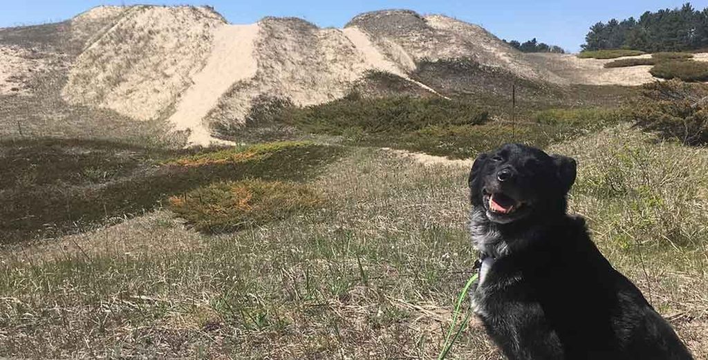 Summer Adventures with Your Dog in Lake Geneva, Wisconsin
